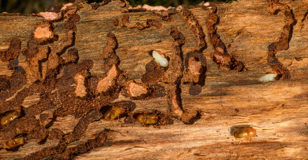 Close-up of timber showing gnawing and boring damage.