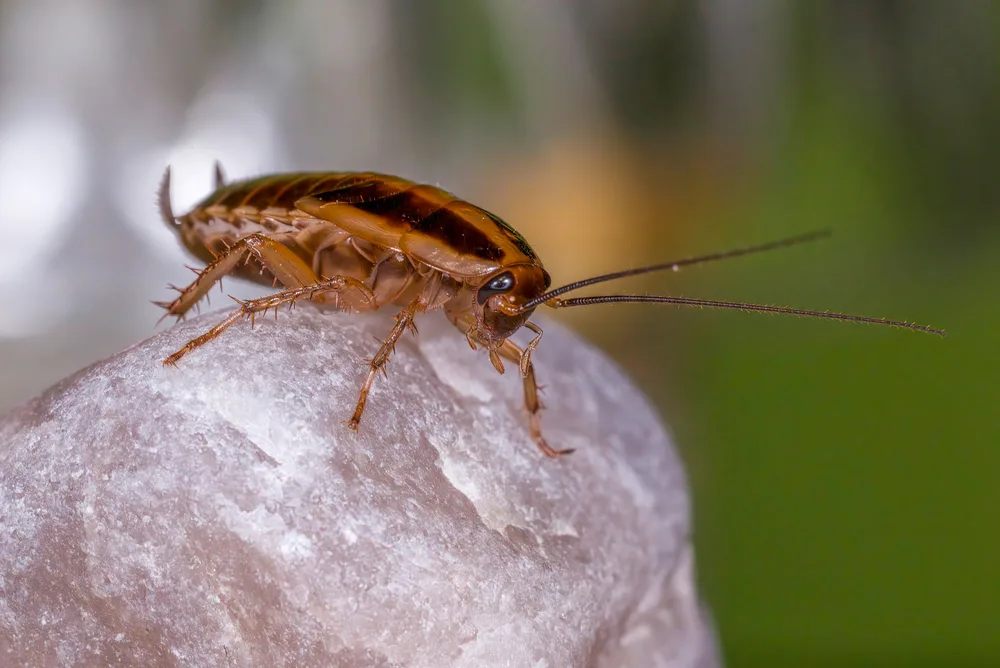 German cockroach on a rough surface, antennae extended.